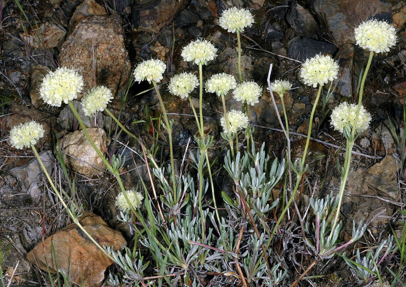 Rock Buckwheat