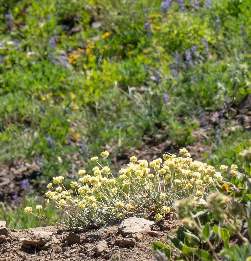Rock Buckwheat photo 2