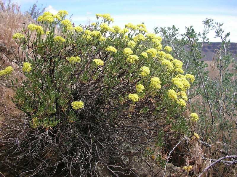 Rock Buckwheat photo 3