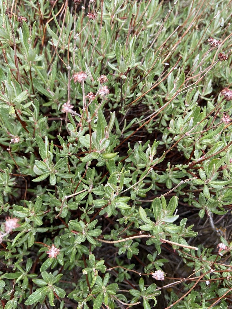 Rock Buckwheat photo 4