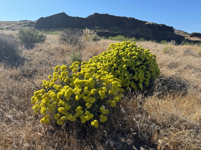 Rock Buckwheat photo 5