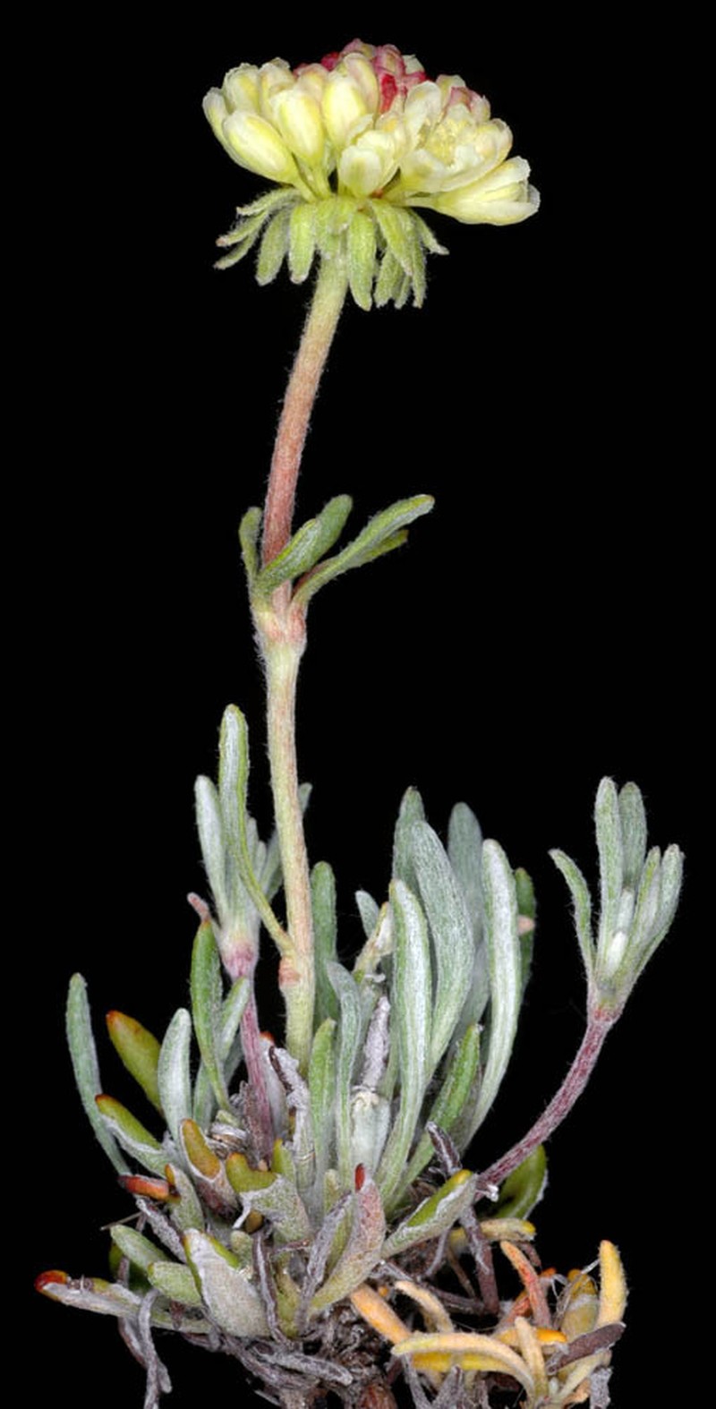 Rock Buckwheat photo 6