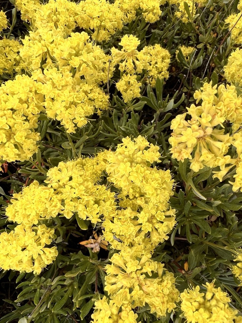 Rock Buckwheat photo 7