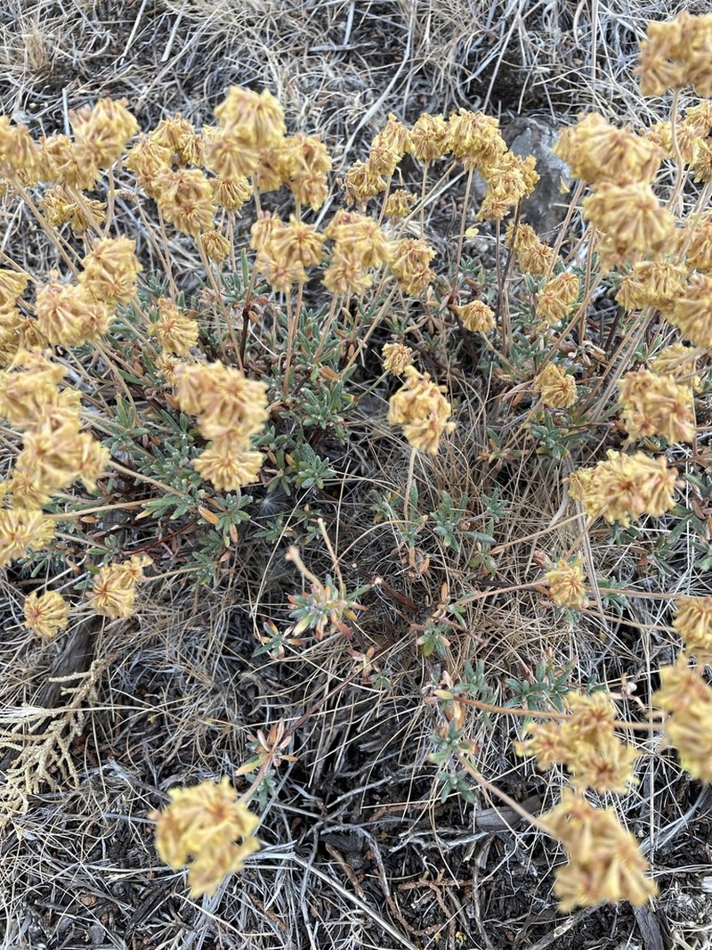 Rock Buckwheat photo 8