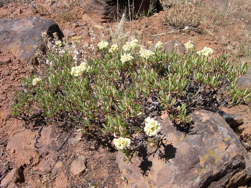 Eriogonum sphaerocephalum var. halimoides