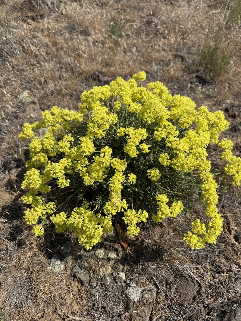 Eriogonum sphaerocephalum var. sphaerocephalum