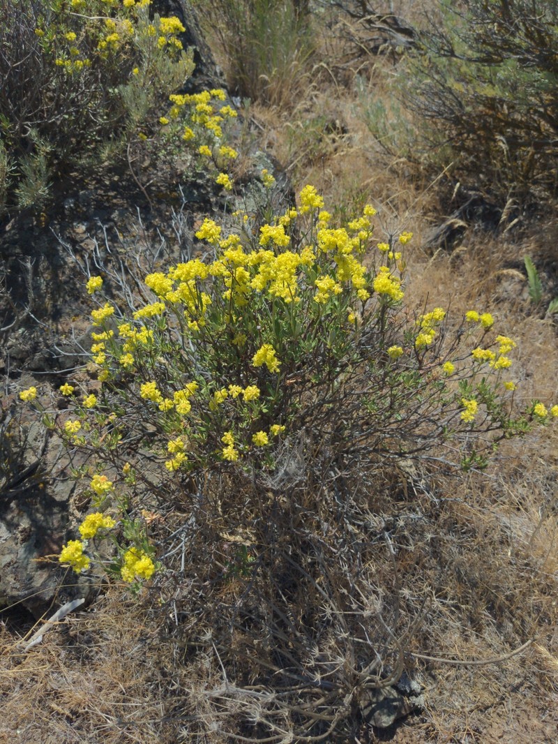 Eriogonum sphaerocephalum var. sphaerocephalum photo 2
