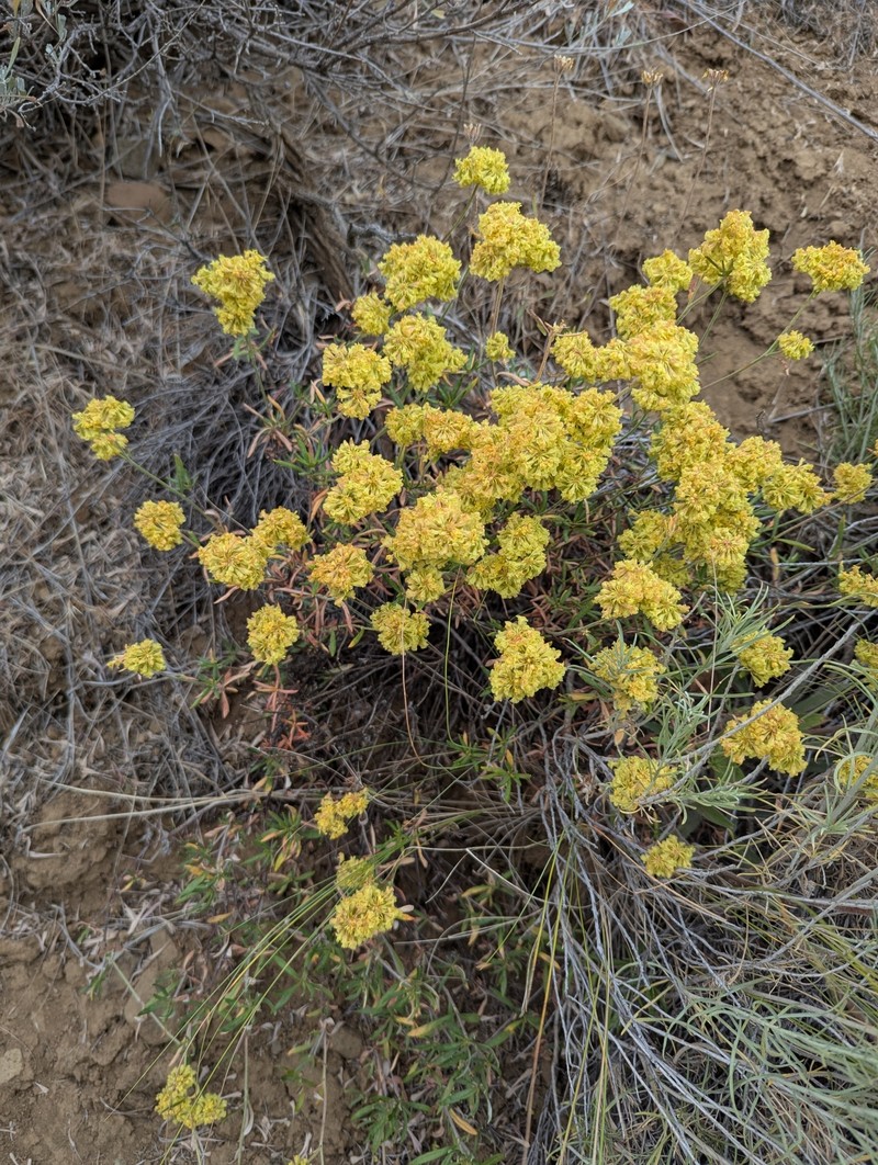 Eriogonum sphaerocephalum var. sphaerocephalum photo 3