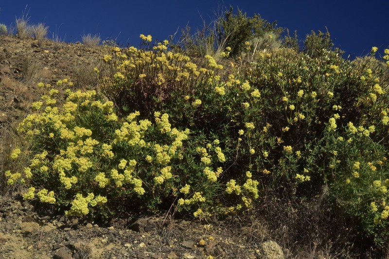 Eriogonum sphaerocephalum var. sphaerocephalum photo 4