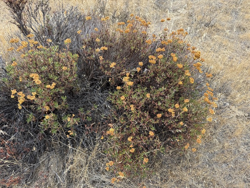 Eriogonum sphaerocephalum var. sphaerocephalum photo 5