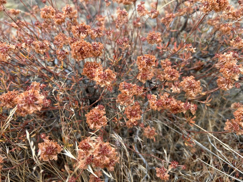 Eriogonum sphaerocephalum var. sphaerocephalum photo 6
