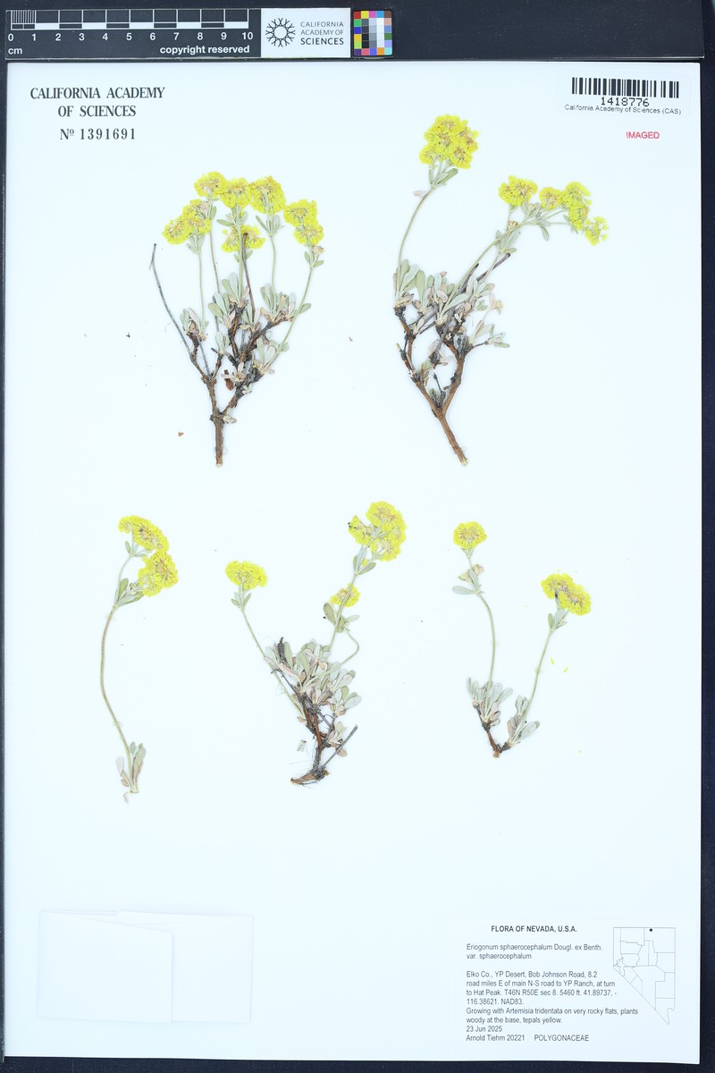 Eriogonum sphaerocephalum var. sphaerocephalum photo 7