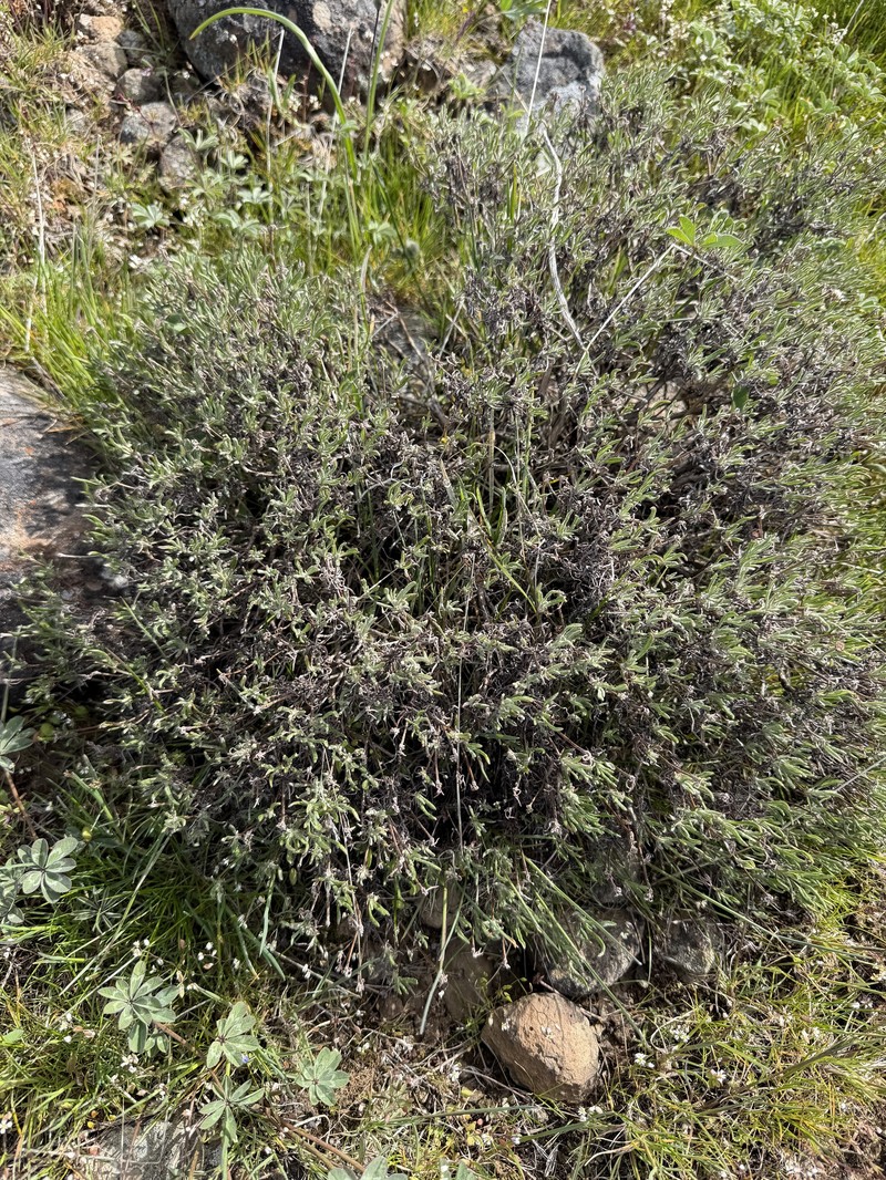 Eriogonum sphaerocephalum var. sublineare