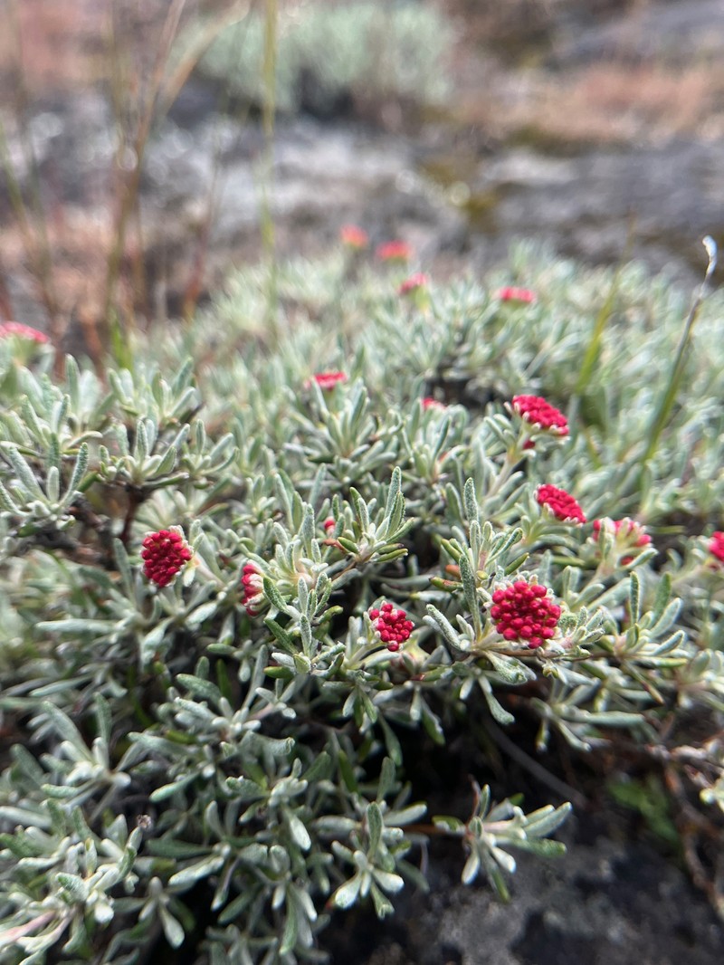 Eriogonum sphaerocephalum var. sublineare photo 2