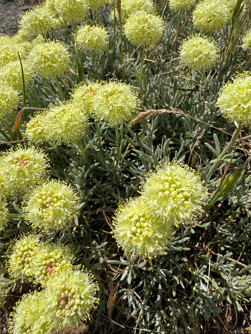 Eriogonum sphaerocephalum var. sublineare photo 3