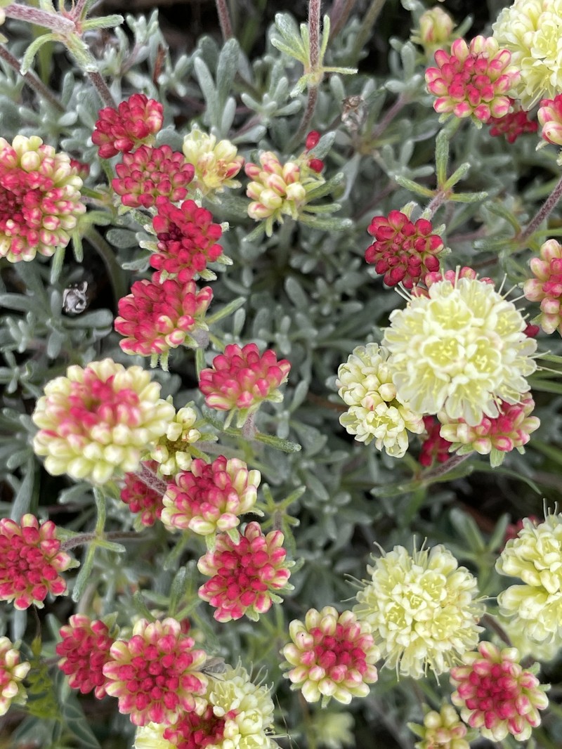 Eriogonum sphaerocephalum var. sublineare photo 4