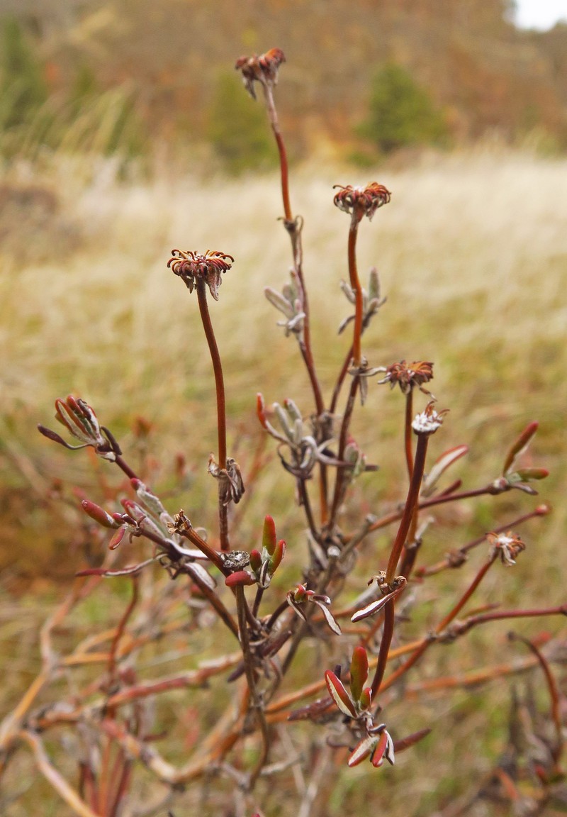 Eriogonum sphaerocephalum var. sublineare photo 5