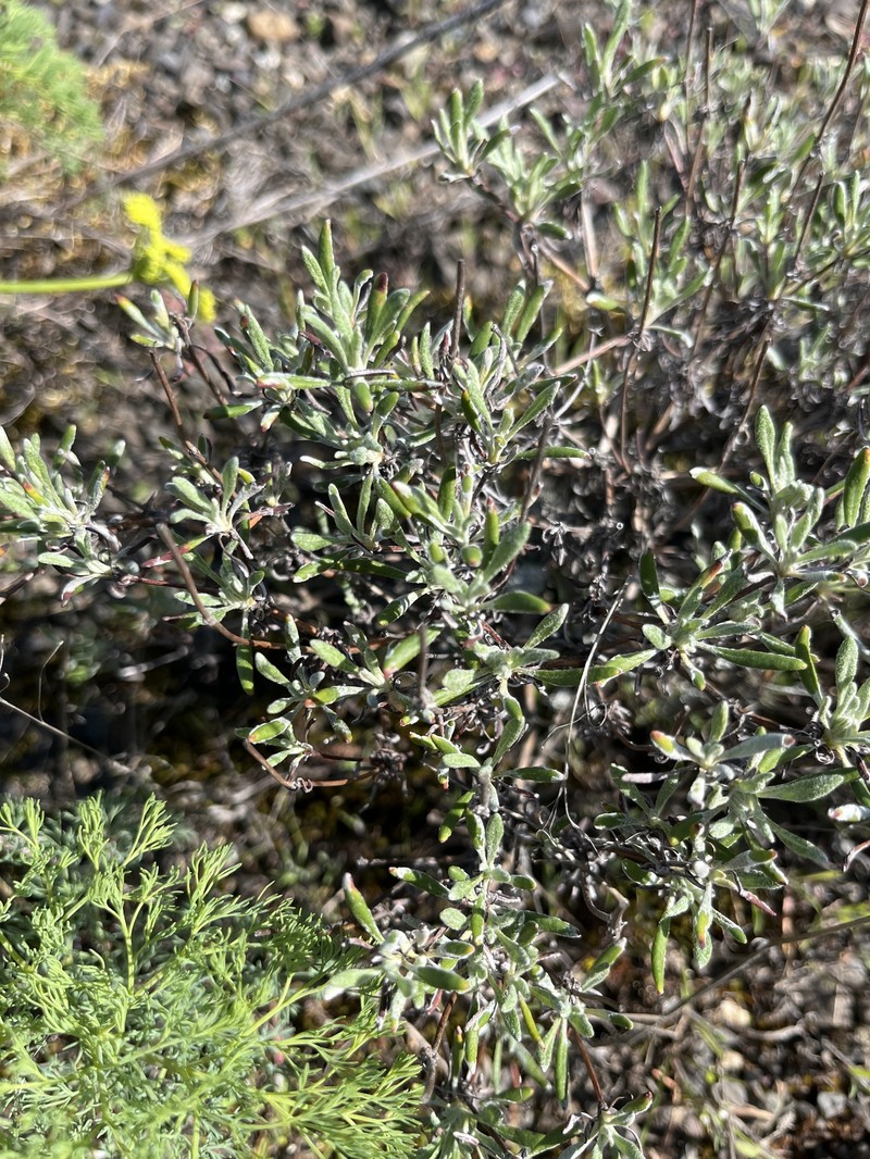 Eriogonum sphaerocephalum var. sublineare photo 6
