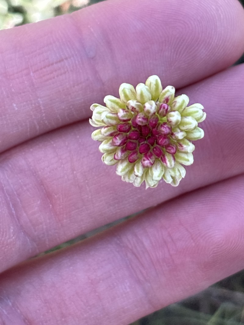 Eriogonum sphaerocephalum var. sublineare photo 7