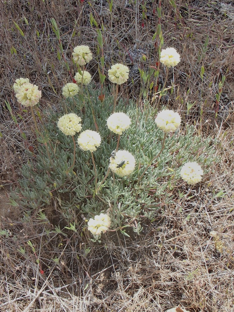 Eriogonum sphaerocephalum var. sublineare photo 8