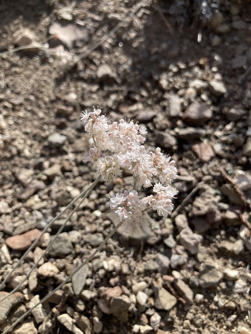 Blue Mountain Buckwheat