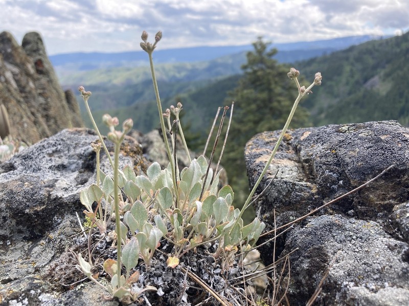 Blue Mountain Buckwheat photo 2