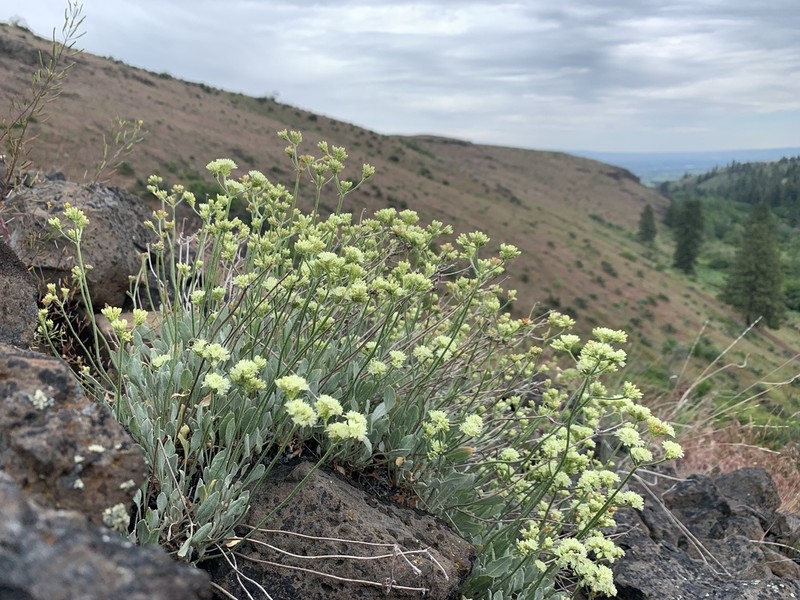 Blue Mountain Buckwheat photo 3