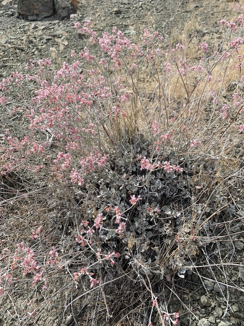 Blue Mountain Buckwheat photo 4