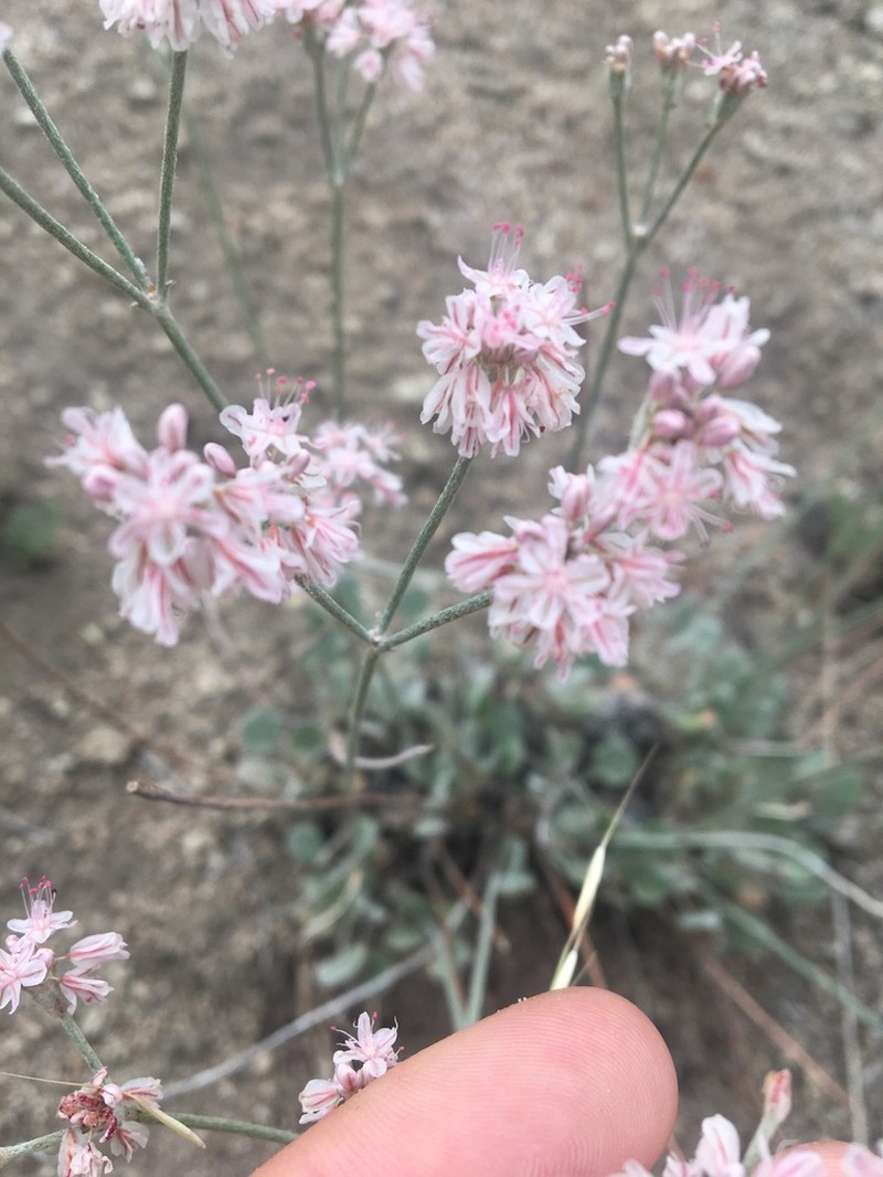 Blue Mountain Buckwheat photo 5