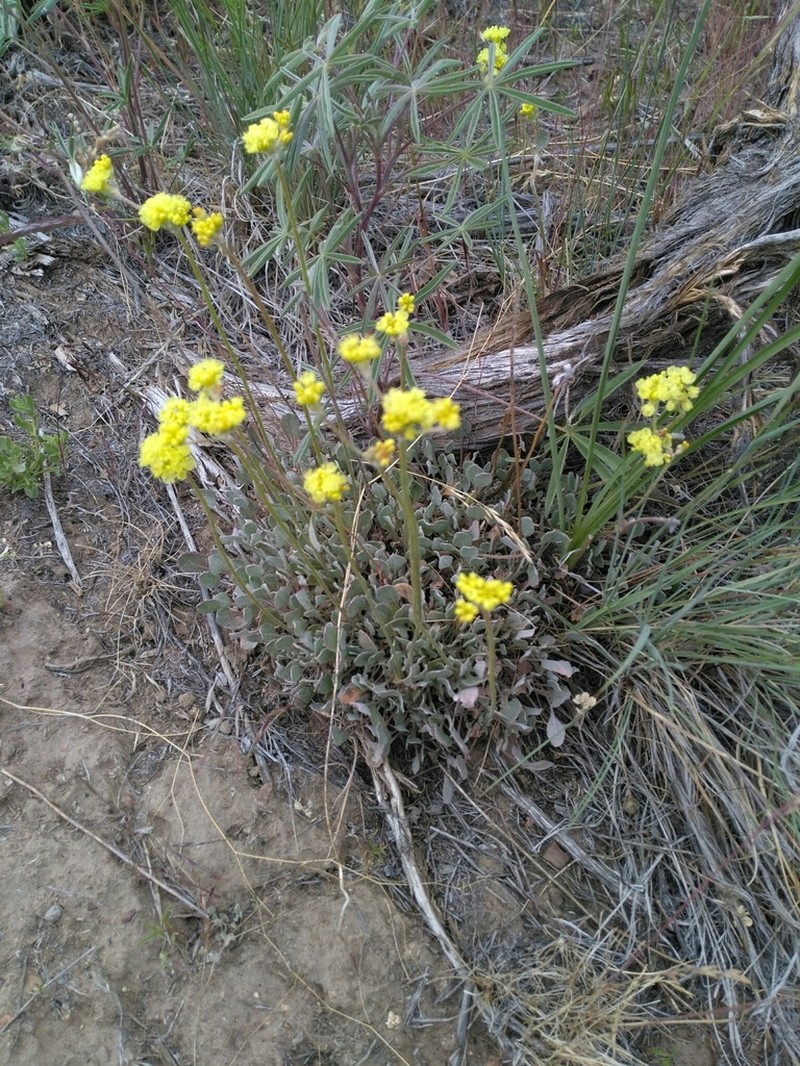 Blue Mountain Buckwheat photo 6