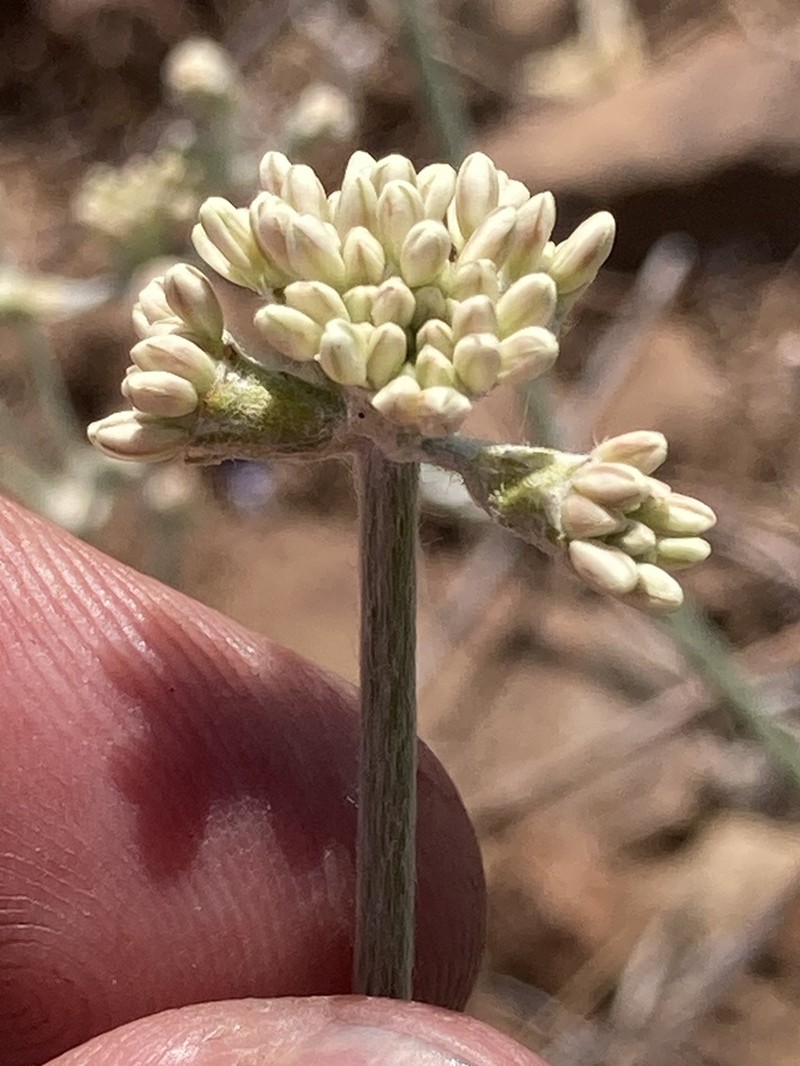 Blue Mountain Buckwheat photo 7