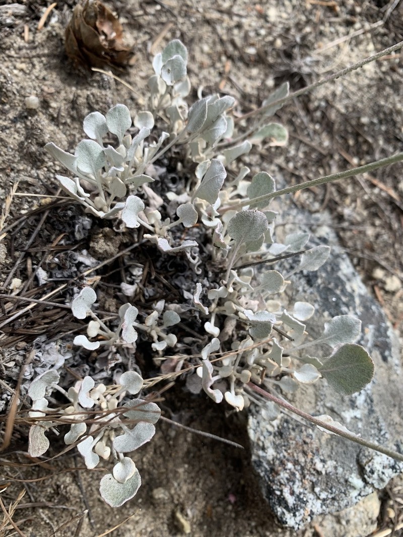 Blue Mountain Buckwheat photo 8