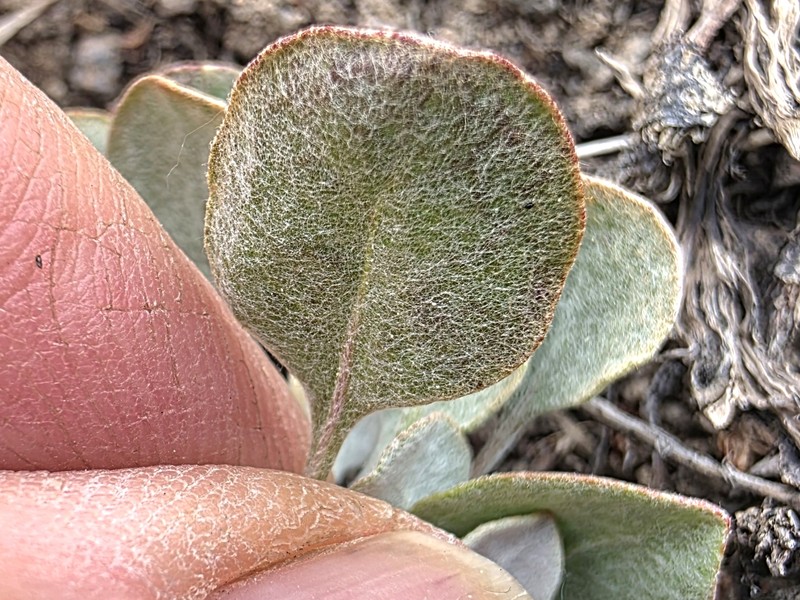 Eriogonum strictum var. anserinum