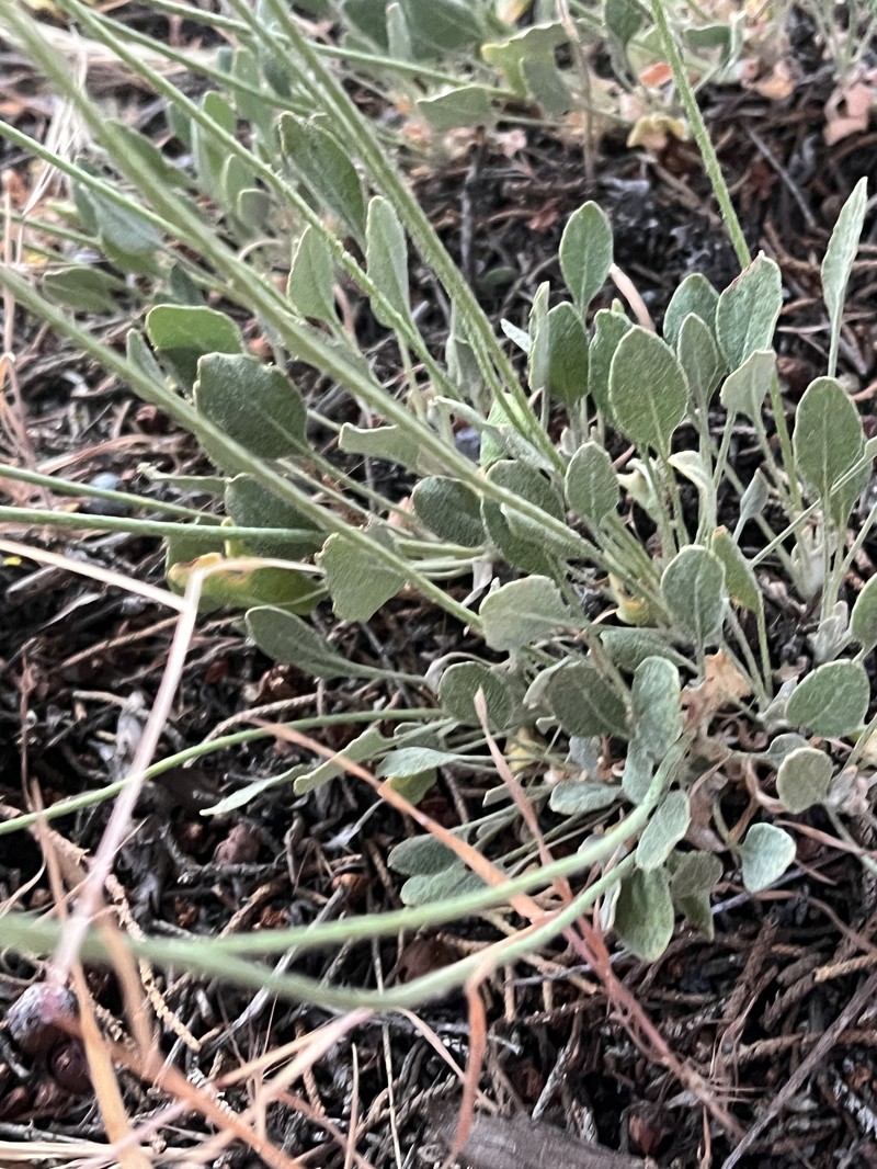 Eriogonum strictum var. anserinum photo 2
