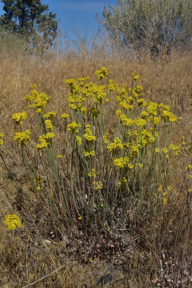 Eriogonum strictum var. anserinum photo 3
