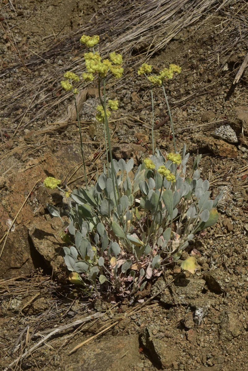 Eriogonum strictum var. anserinum photo 4