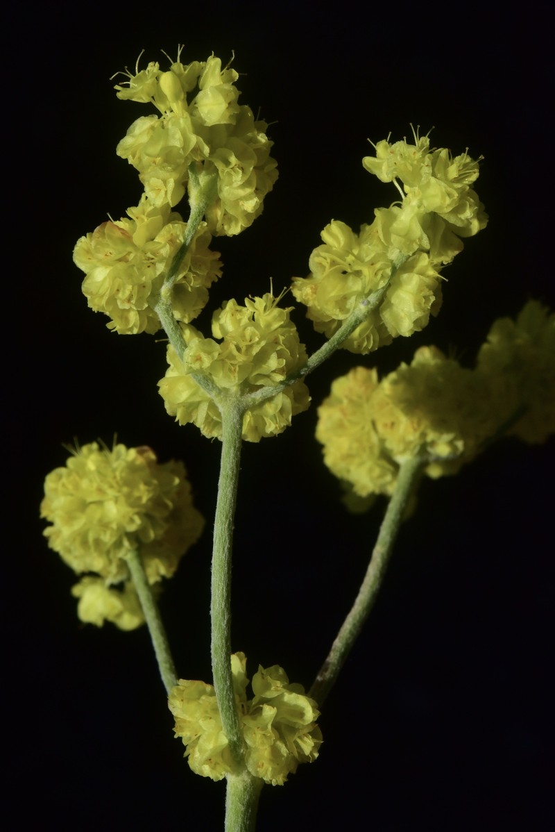 Eriogonum strictum var. anserinum photo 5