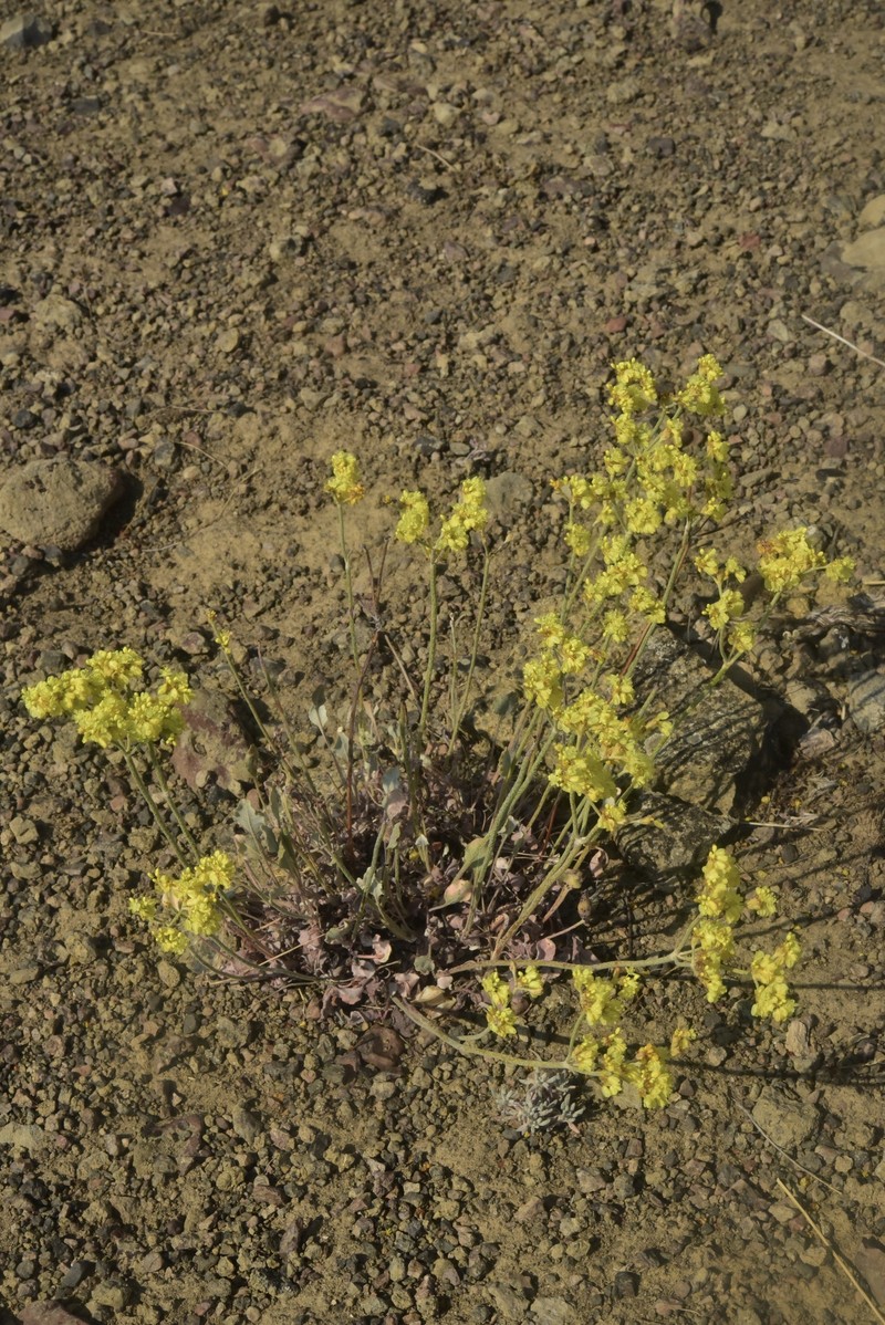 Eriogonum strictum var. anserinum photo 6