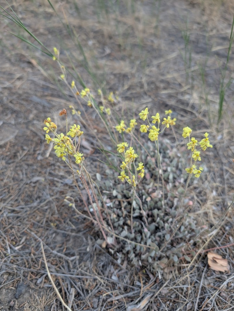 Eriogonum strictum var. anserinum photo 7