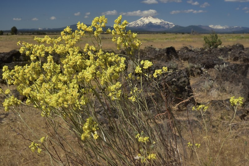 Eriogonum strictum var. anserinum photo 8