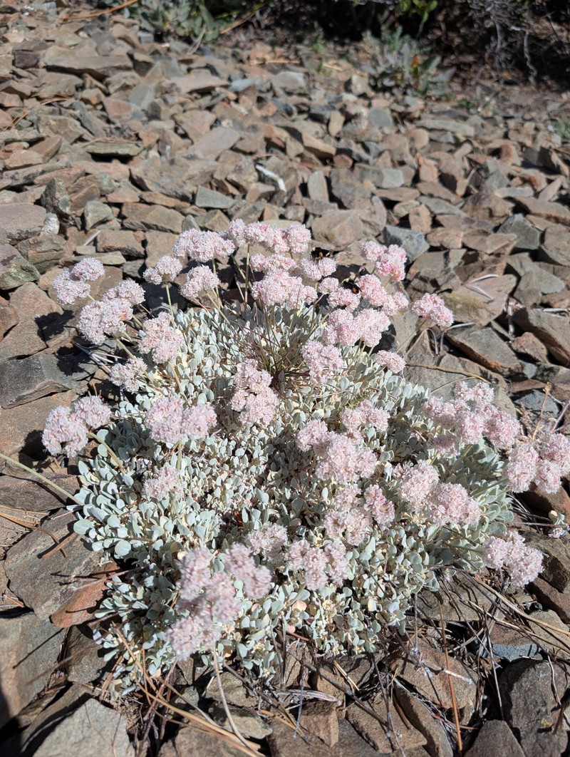 Eriogonum strictum var. greenei