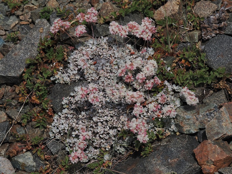 Eriogonum strictum var. greenei photo 2