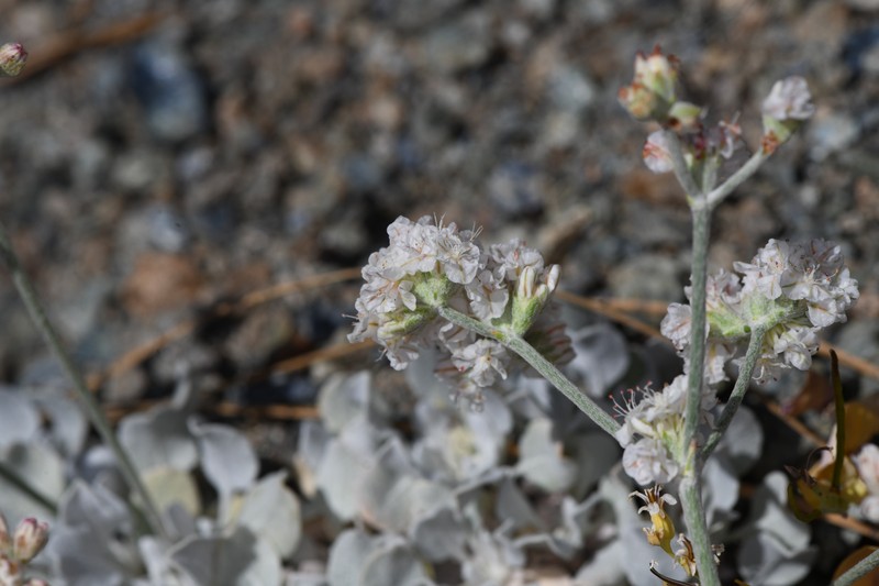 Eriogonum strictum var. greenei photo 4