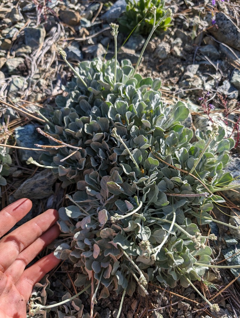 Eriogonum strictum var. greenei photo 6
