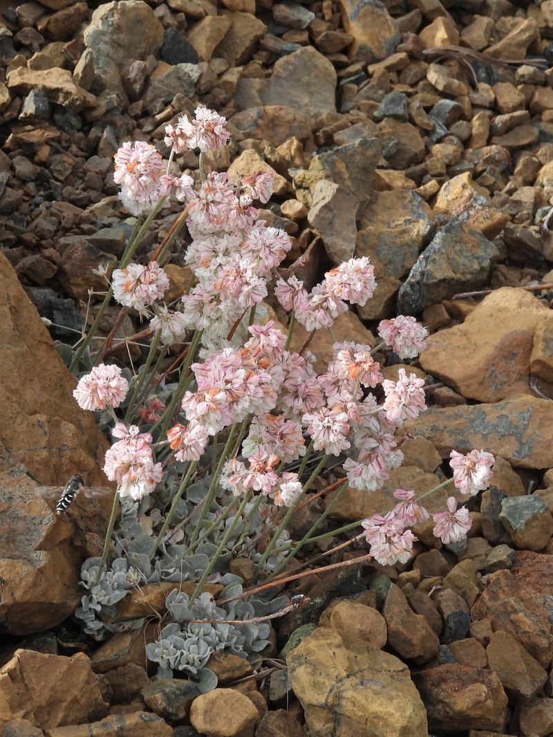 Eriogonum strictum var. greenei photo 7