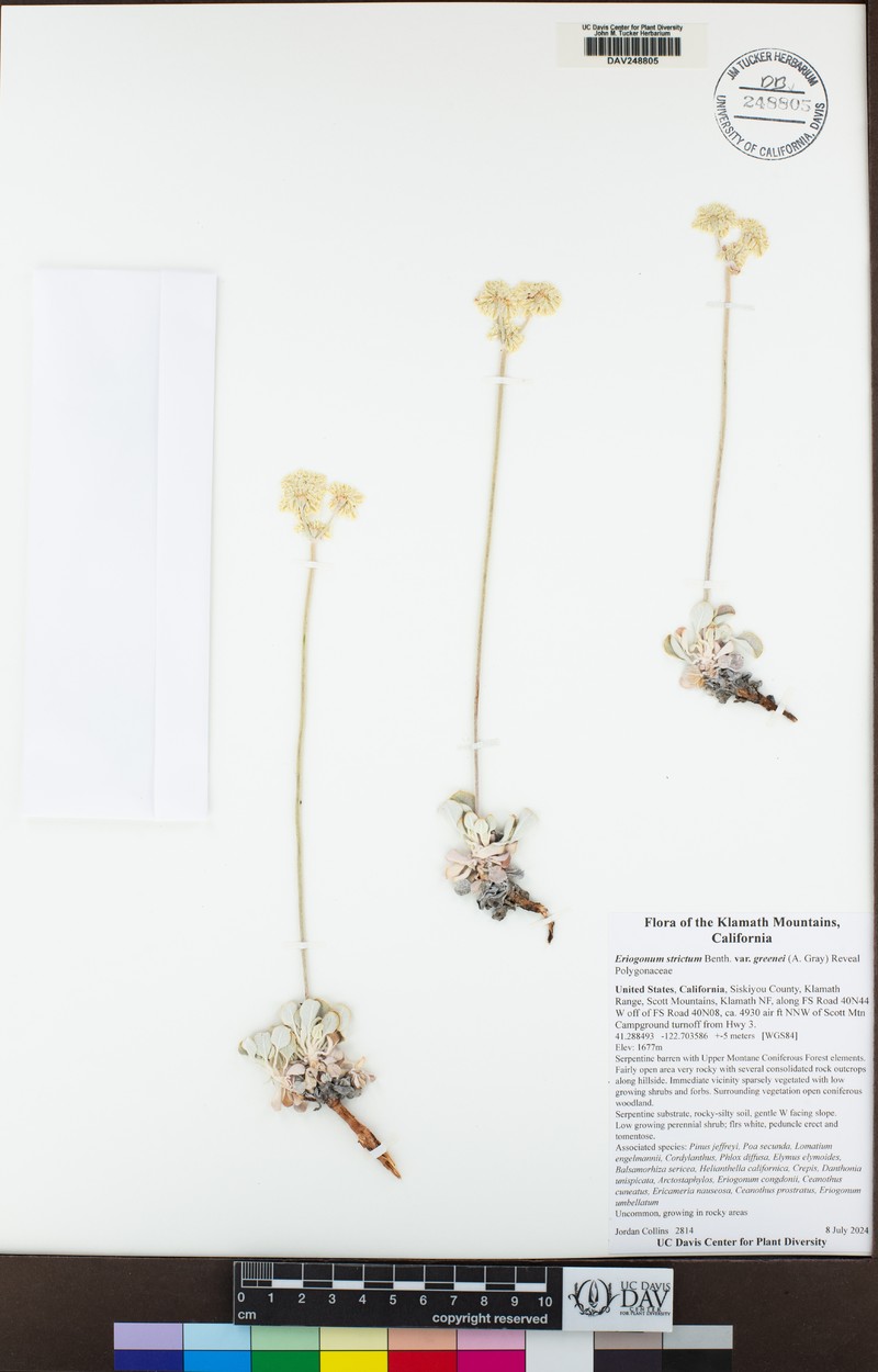 Eriogonum strictum var. greenei photo 8