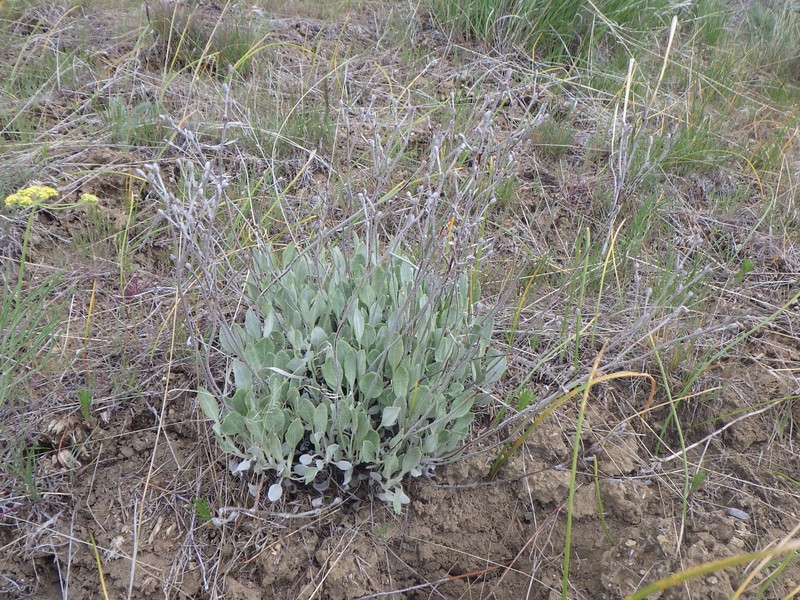 Eriogonum strictum var. proliferum