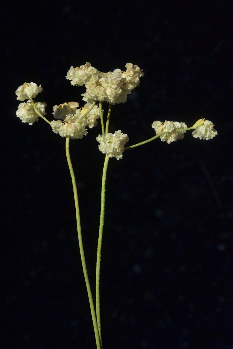 Eriogonum strictum var. proliferum photo 2