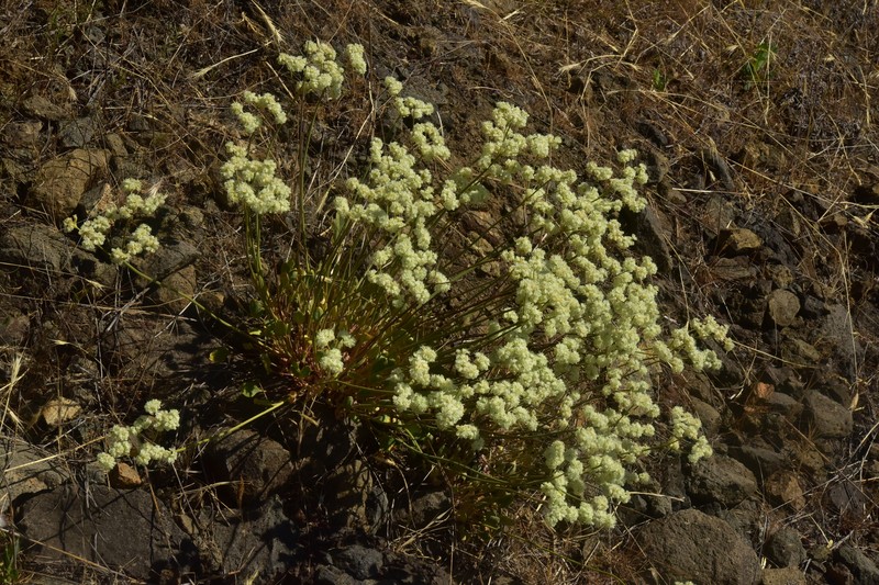 Eriogonum strictum var. proliferum photo 3