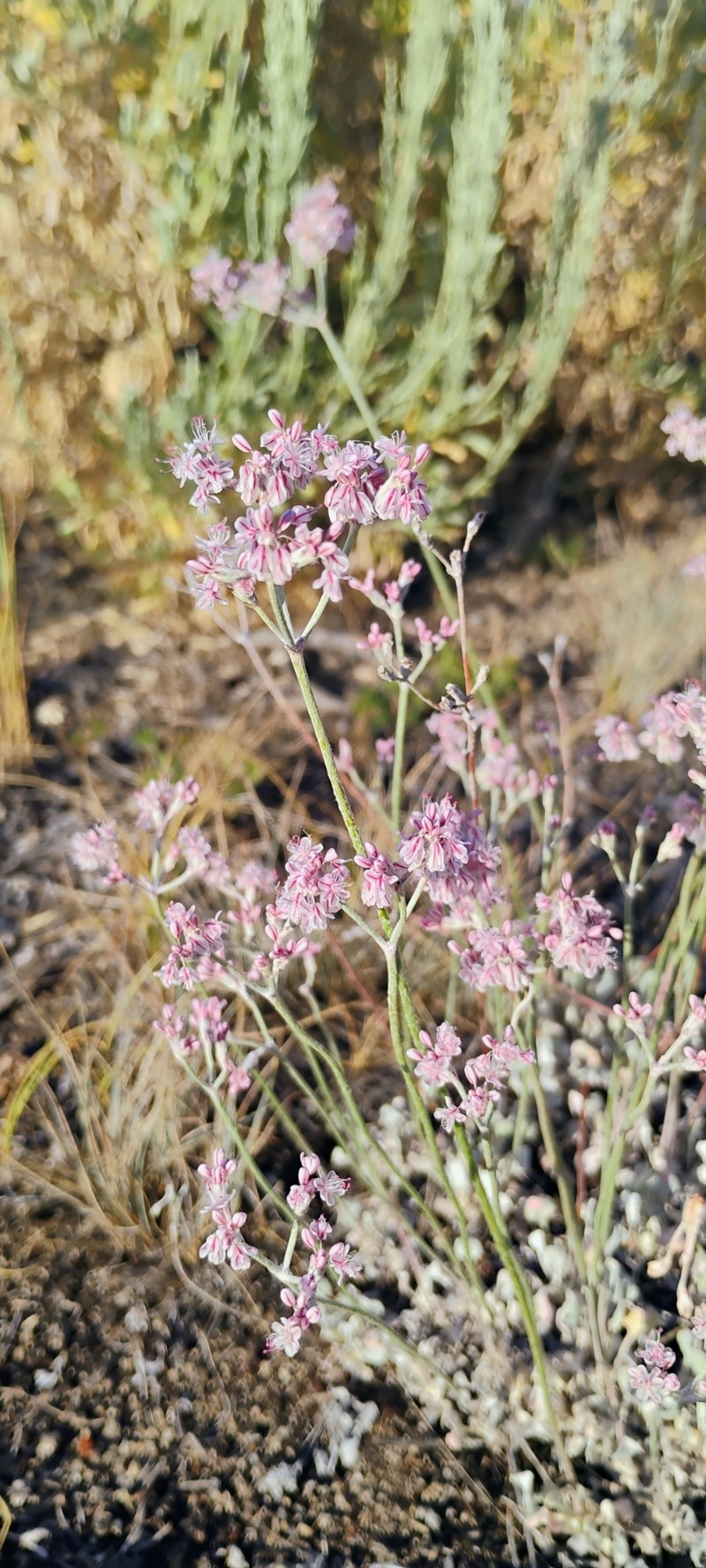 Eriogonum strictum var. proliferum photo 4